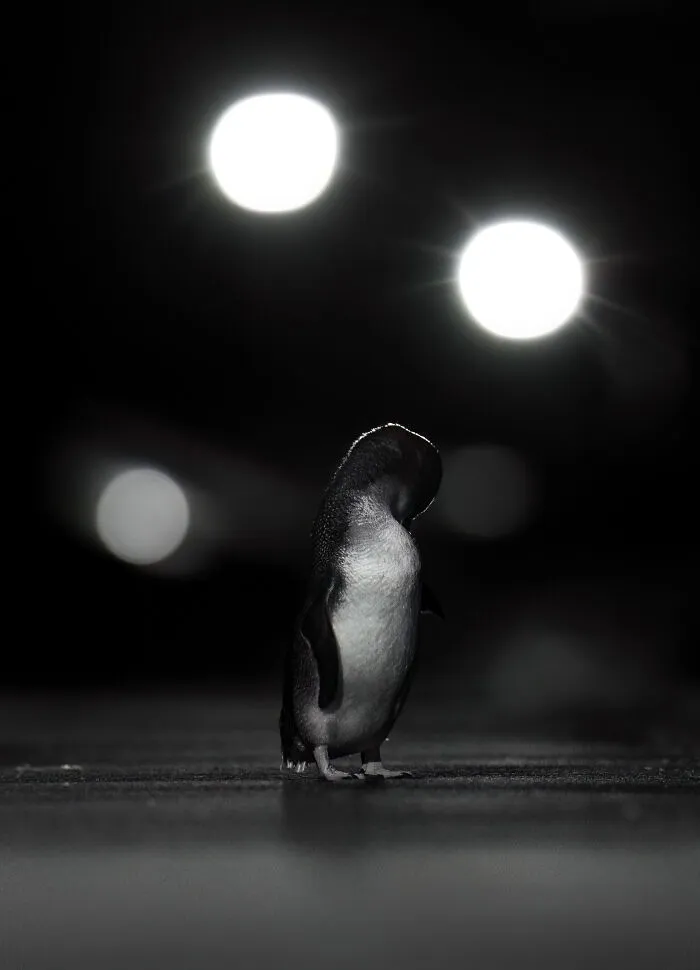 Bronze, Black And White: Promenade Preening By Julian Terreros-Martin