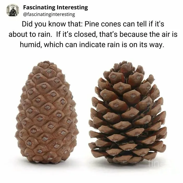 Two pine cones illustrating closed cone indicates upcoming rain by humidity