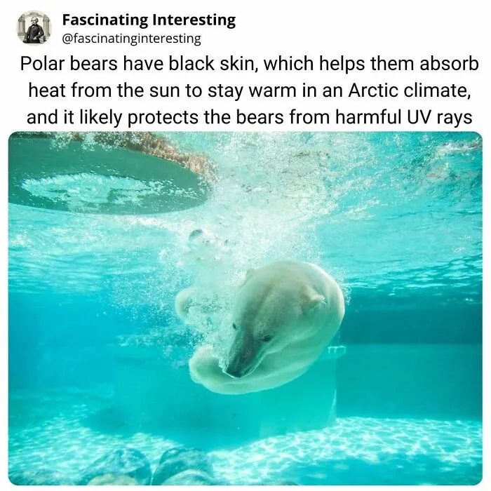 Polar bear swimming underwater showing black skin adapted for Arctic warmth and UV protection facts