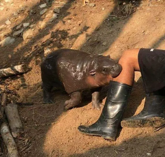 69 Random Pics And Memes Where Things Get Even Weirder And Weirder With Every New Glance