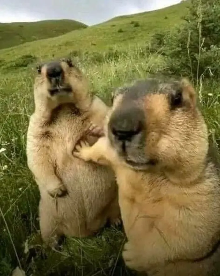 69 Random Pics And Memes Where Things Get Even Weirder And Weirder With Every New Glance