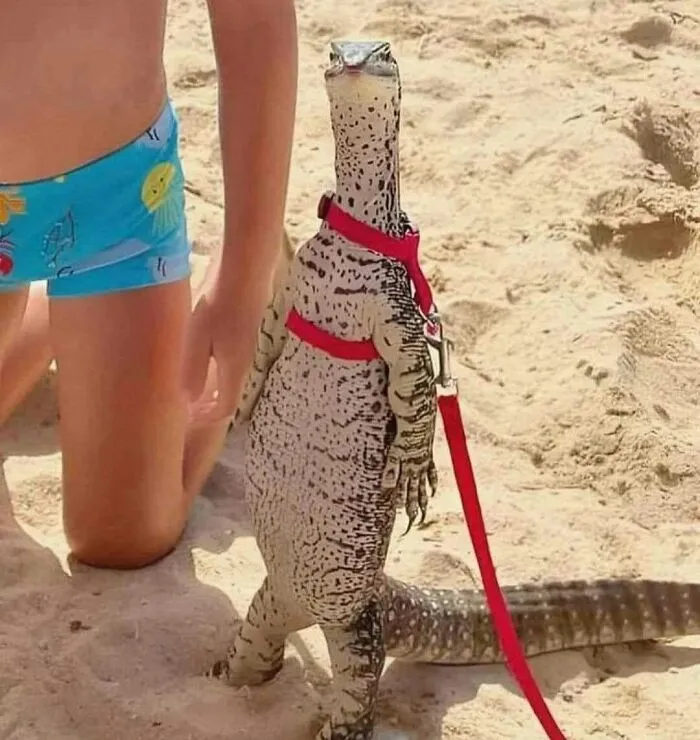 69 Random Pics And Memes Where Things Get Even Weirder And Weirder With Every New Glance