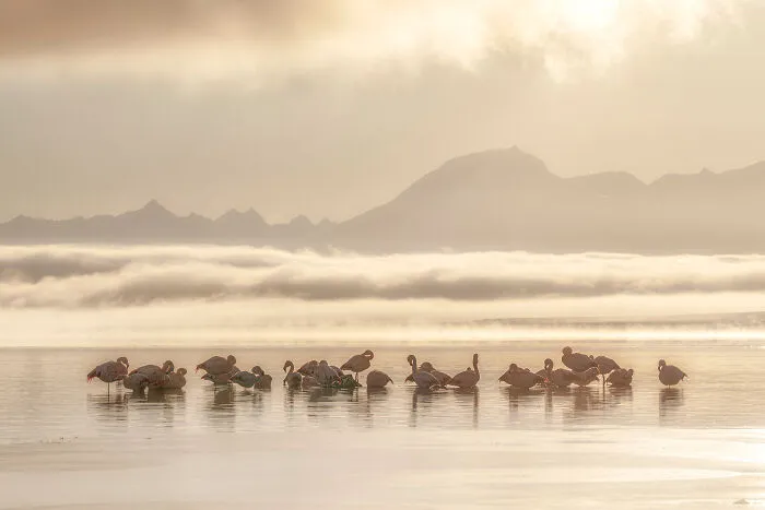 Birds In Landscapes Chile, 2025 Winner: Caro Aravena Costa