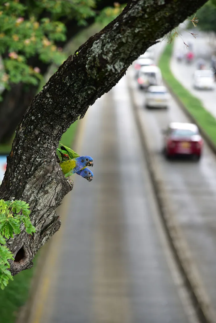 Birds In Landscapes Colombia, 2025 Winner: