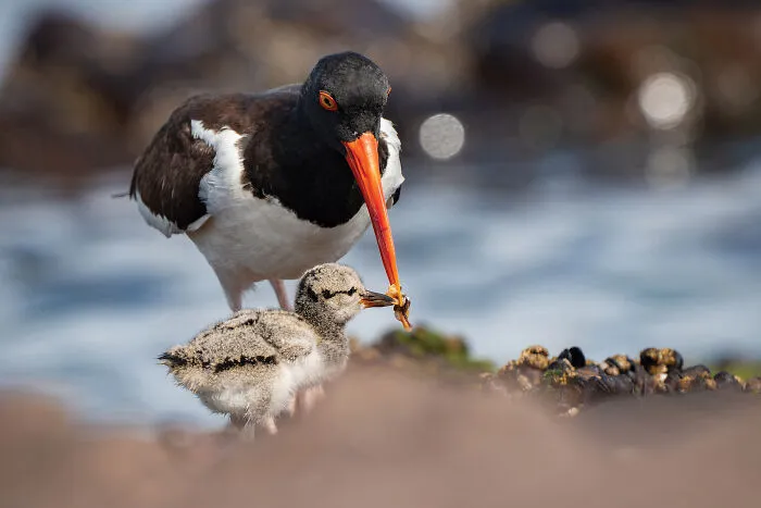 Coastal Birds Chile, 2025 Winner: Francisco Castro Escobar