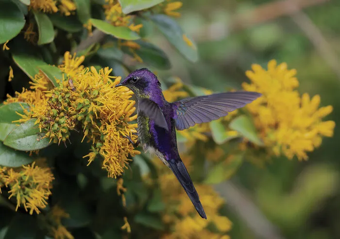 Plants For Birds Colombia, 2025 Winner: Cristian Valencia
