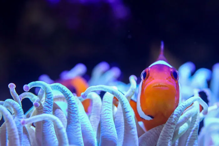 “Clown Fish” By Caoimhe Tyndall