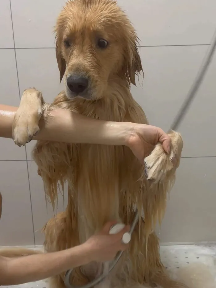80 Times Owners ‘Betrayed’ Their Beloved Dogs By Bathing Them And Took These Photos