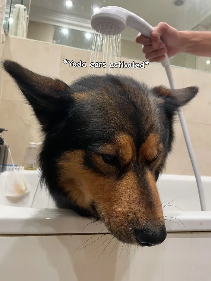 80 Times Owners ‘Betrayed’ Their Beloved Dogs By Bathing Them And Took These Photos