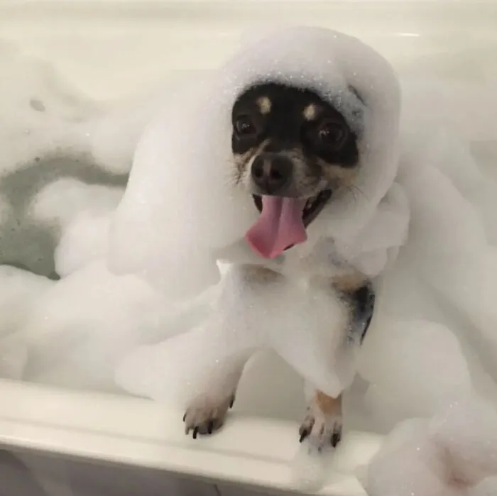 80 Times Owners ‘Betrayed’ Their Beloved Dogs By Bathing Them And Took These Photos