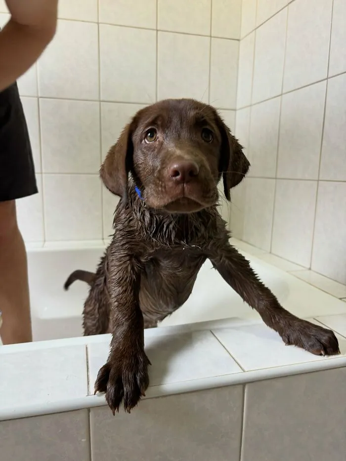 80 Times Owners ‘Betrayed’ Their Beloved Dogs By Bathing Them And Took These Photos