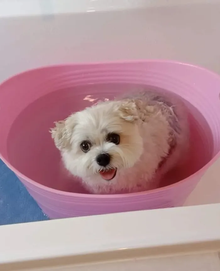 80 Times Owners ‘Betrayed’ Their Beloved Dogs By Bathing Them And Took These Photos