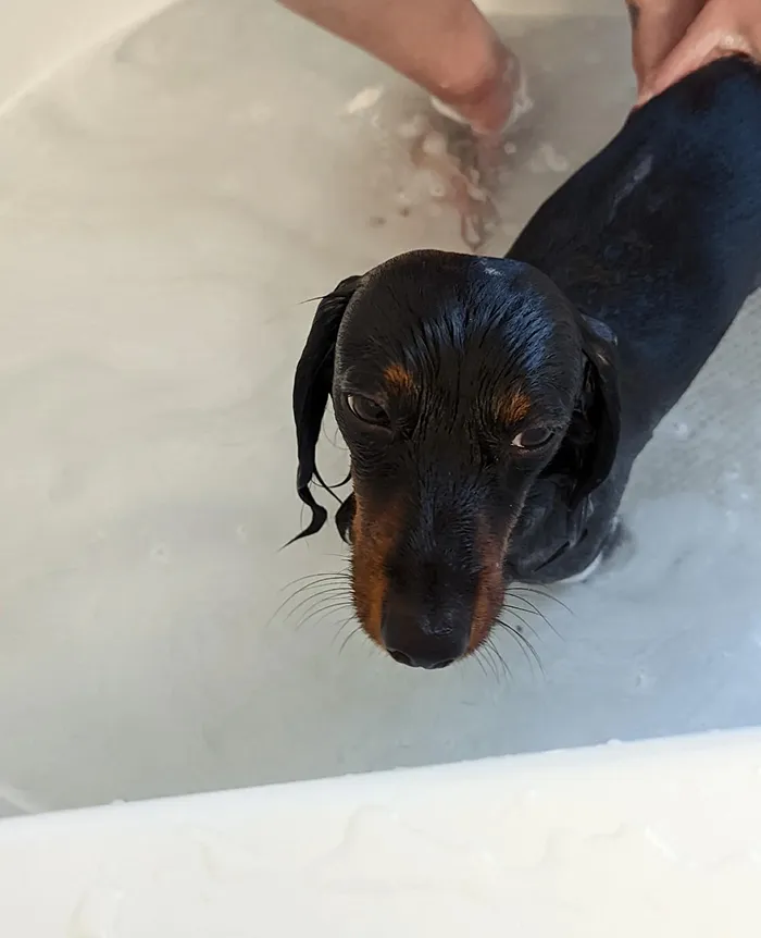 80 Times Owners ‘Betrayed’ Their Beloved Dogs By Bathing Them And Took These Photos