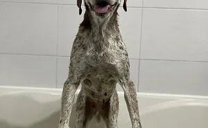 80 Times Owners ‘Betrayed’ Their Beloved Dogs By Bathing Them And Took These Photos