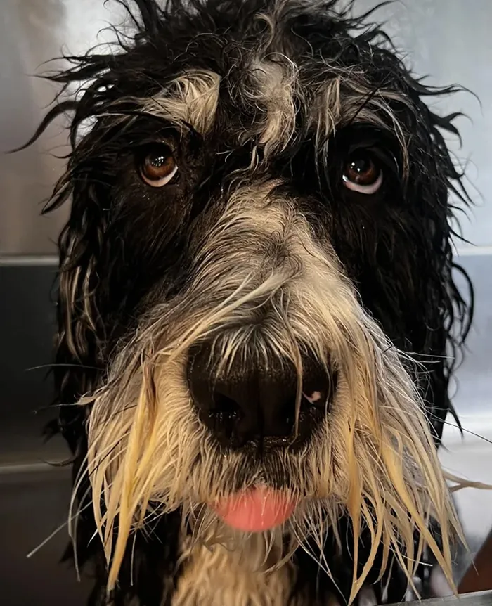 80 Times Owners ‘Betrayed’ Their Beloved Dogs By Bathing Them And Took These Photos