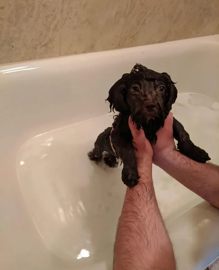 80 Times Owners ‘Betrayed’ Their Beloved Dogs By Bathing Them And Took These Photos