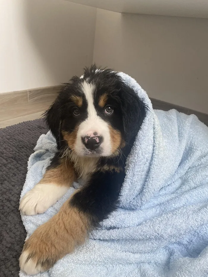 80 Times Owners ‘Betrayed’ Their Beloved Dogs By Bathing Them And Took These Photos