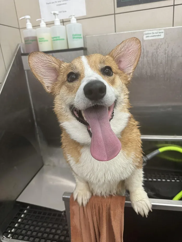 80 Times Owners ‘Betrayed’ Their Beloved Dogs By Bathing Them And Took These Photos