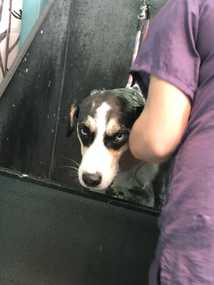 80 Times Owners ‘Betrayed’ Their Beloved Dogs By Bathing Them And Took These Photos