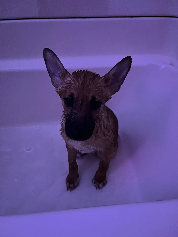 80 Times Owners ‘Betrayed’ Their Beloved Dogs By Bathing Them And Took These Photos