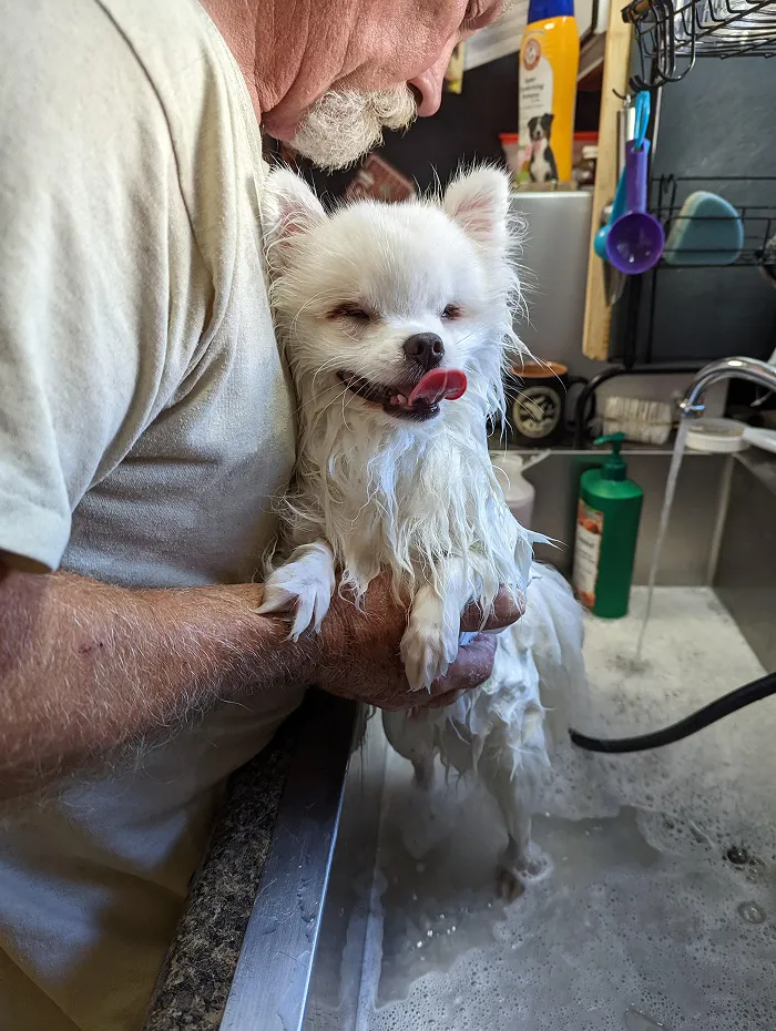 80 Times Owners ‘Betrayed’ Their Beloved Dogs By Bathing Them And Took These Photos