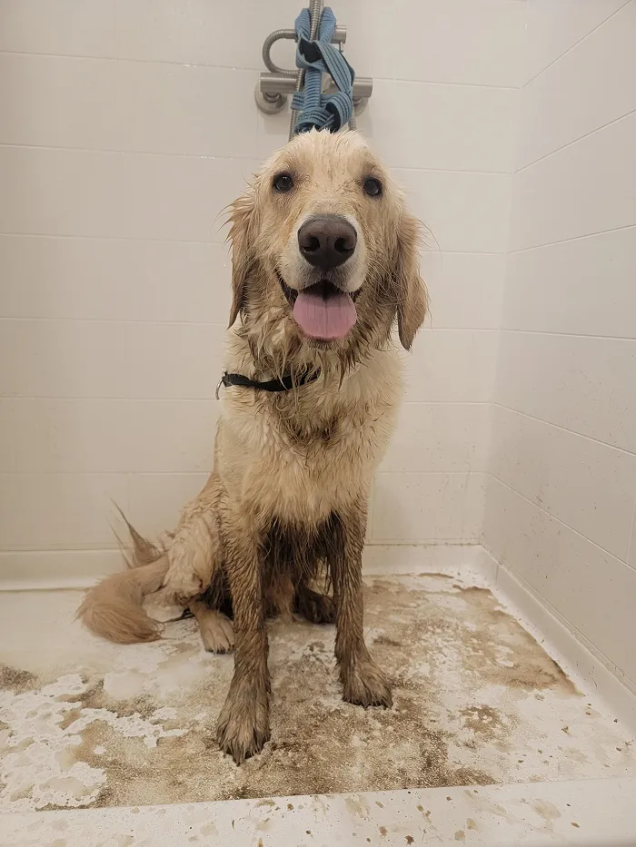 80 Times Owners ‘Betrayed’ Their Beloved Dogs By Bathing Them And Took These Photos