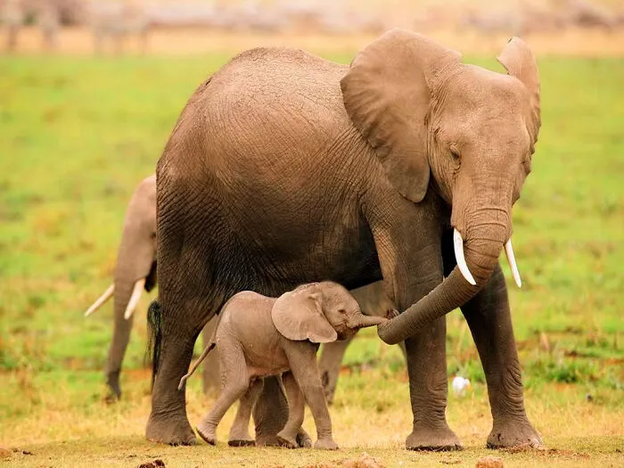 Ok Hold Mommy's Trunk We're Gonna Cross The Savanna
