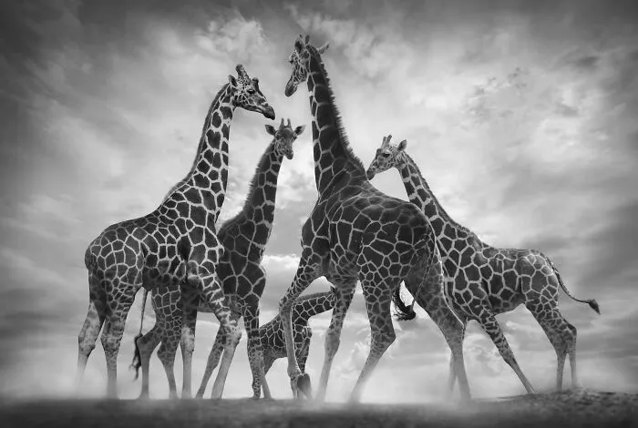 Dance Of The Giraffes