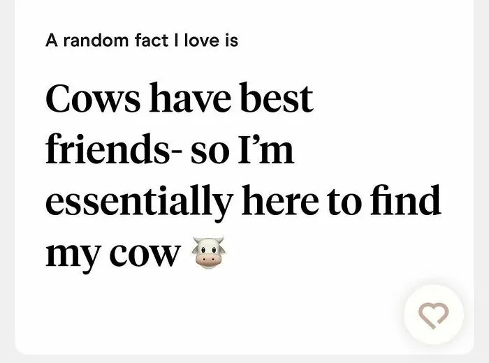 Tinder bio sharing a fun fact about cows having best friends and finding a cow