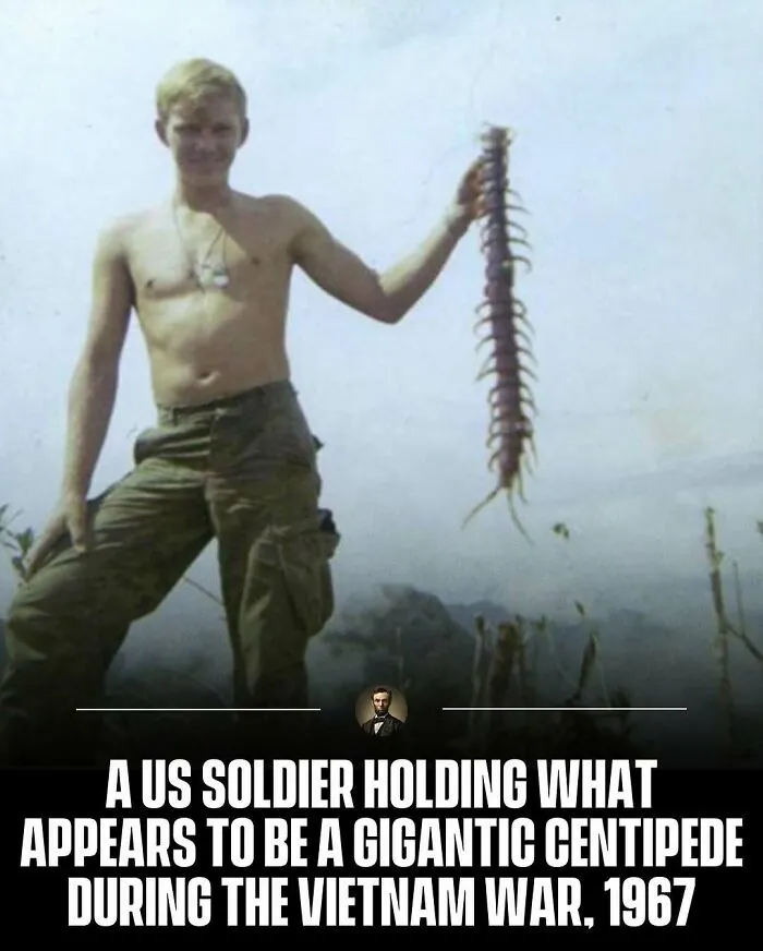 A photo from history showing a shirtless US soldier holding a giant centipede during the Vietnam War in 1967