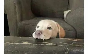 79 Dogs Just Being Dogs, And People Just Making Hilarious Memes Out Of Them
