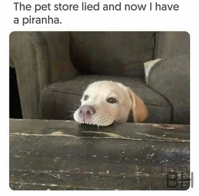 72 Times Dogs Were So Amusingly Adorable That They Got Turned Into Memes