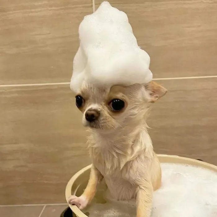 80 Times Owners ‘Betrayed’ Their Beloved Dogs By Bathing Them And Took These Photos