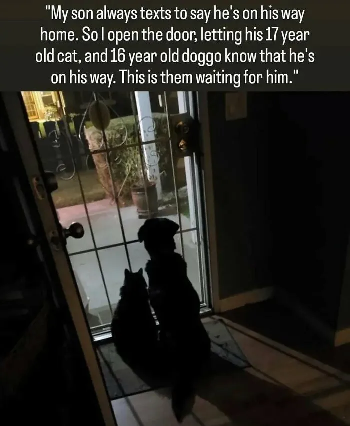 79 Dogs Just Being Dogs, And People Just Making Hilarious Memes Out Of Them