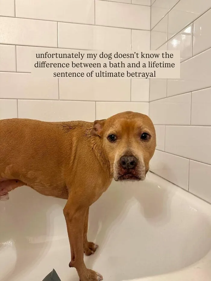 80 Times Owners ‘Betrayed’ Their Beloved Dogs By Bathing Them And Took These Photos