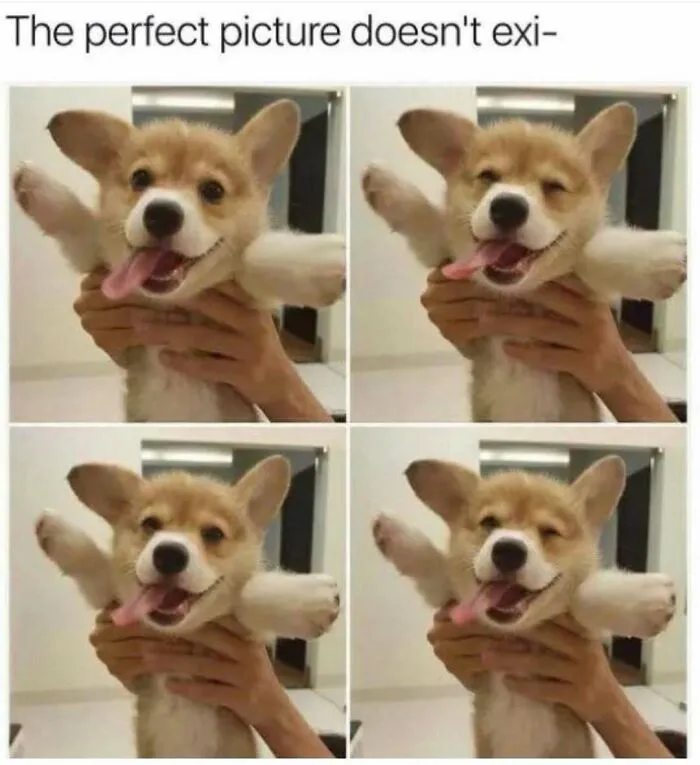 79 Dogs Just Being Dogs, And People Just Making Hilarious Memes Out Of Them