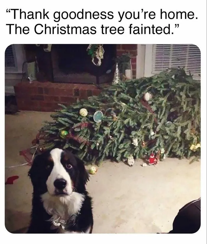 79 Dogs Just Being Dogs, And People Just Making Hilarious Memes Out Of Them