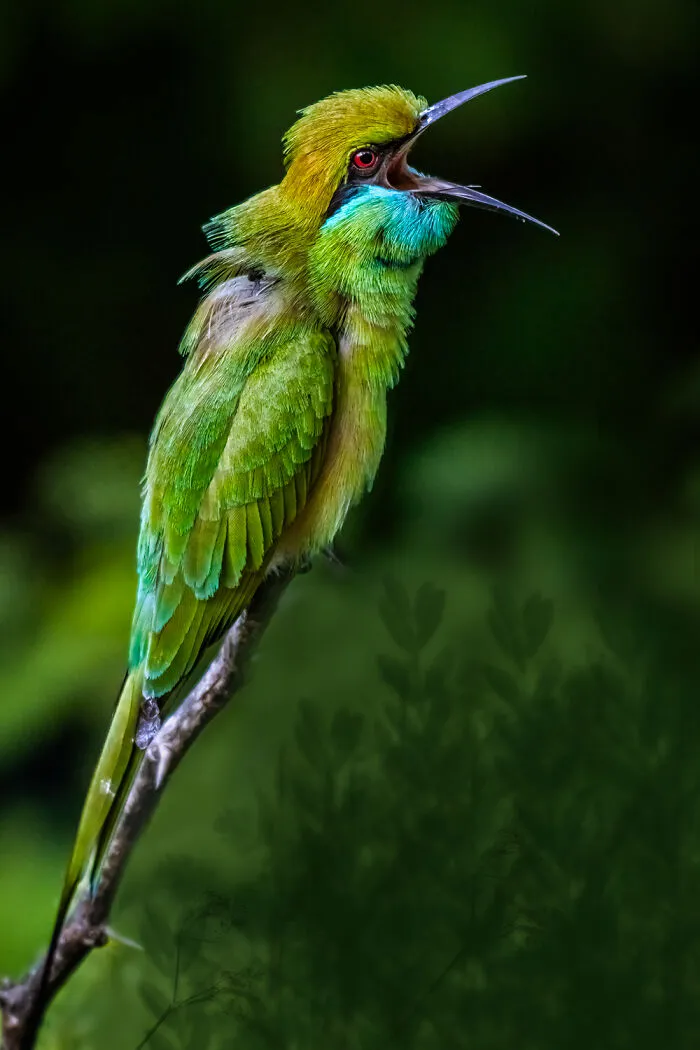 Pájaro cantor, de Santosh Gorla