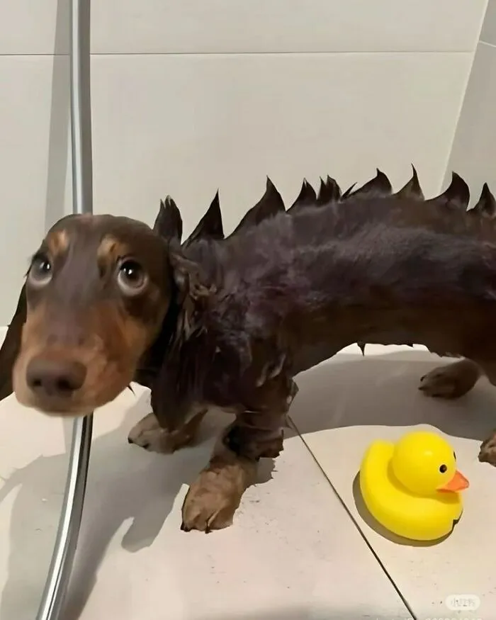 80 Times Owners ‘Betrayed’ Their Beloved Dogs By Bathing Them And Took These Photos