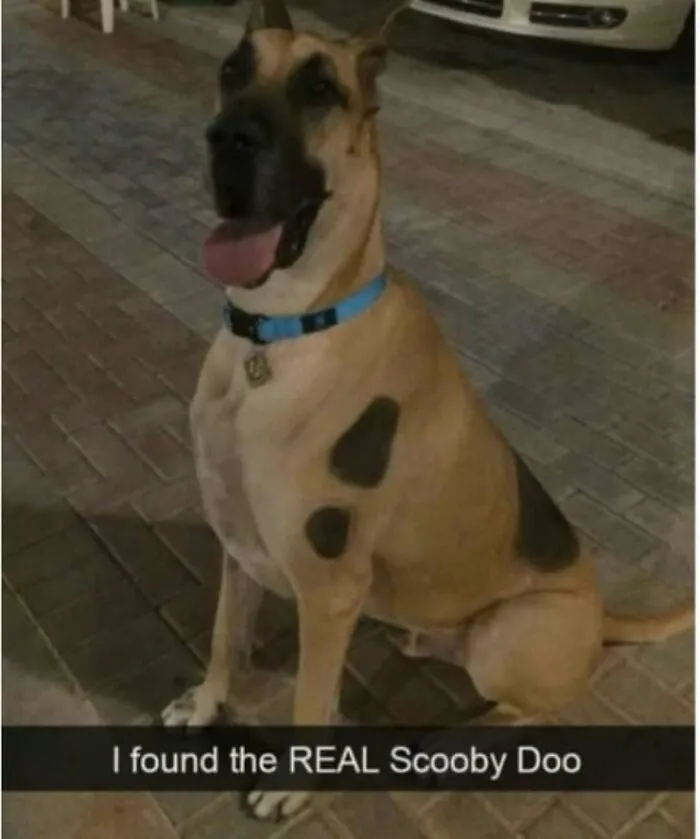 79 Dogs Just Being Dogs, And People Just Making Hilarious Memes Out Of Them