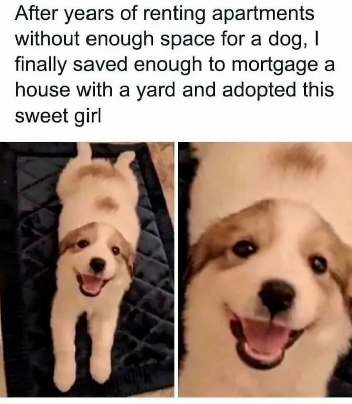 79 Dogs Just Being Dogs, And People Just Making Hilarious Memes Out Of Them
