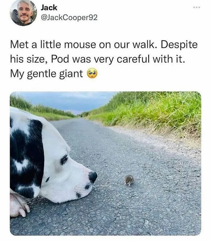 79 Dogs Just Being Dogs, And People Just Making Hilarious Memes Out Of Them