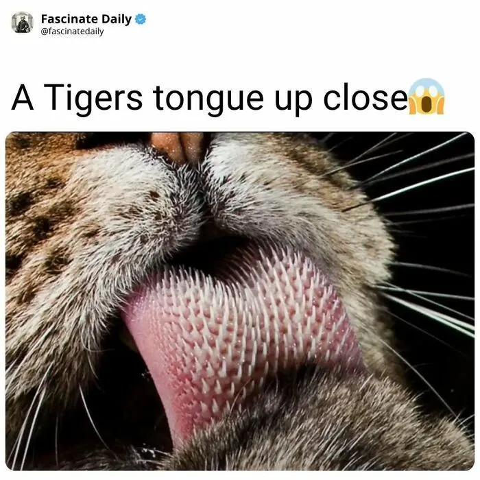 Close-up of a tiger's tongue showing its rough texture and unique structure