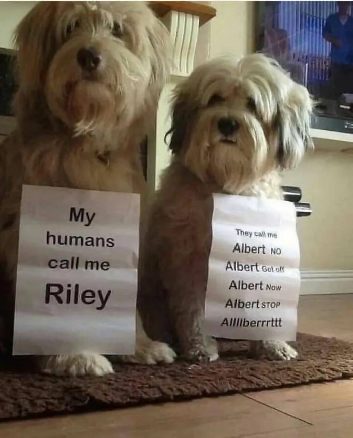 72 Times Dogs Were So Amusingly Adorable That They Got Turned Into Memes