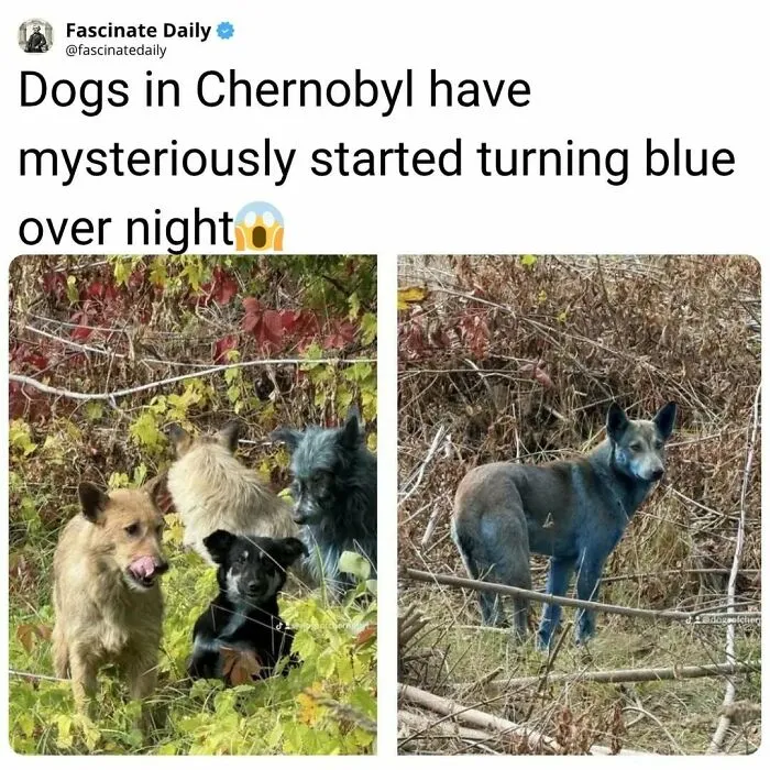 Dogs in Chernobyl mysteriously turned blue overnight