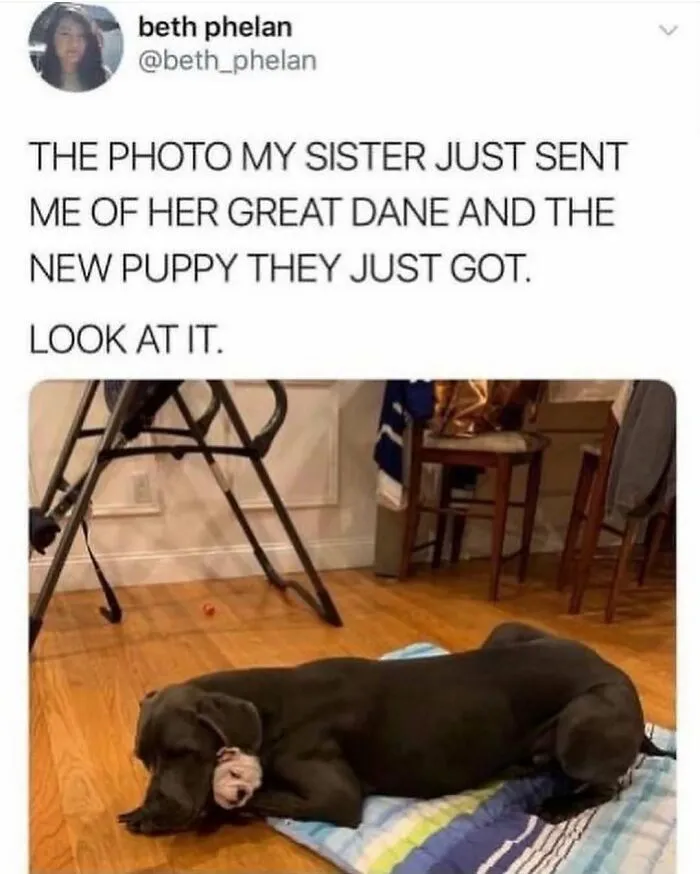 79 Dogs Just Being Dogs, And People Just Making Hilarious Memes Out Of Them