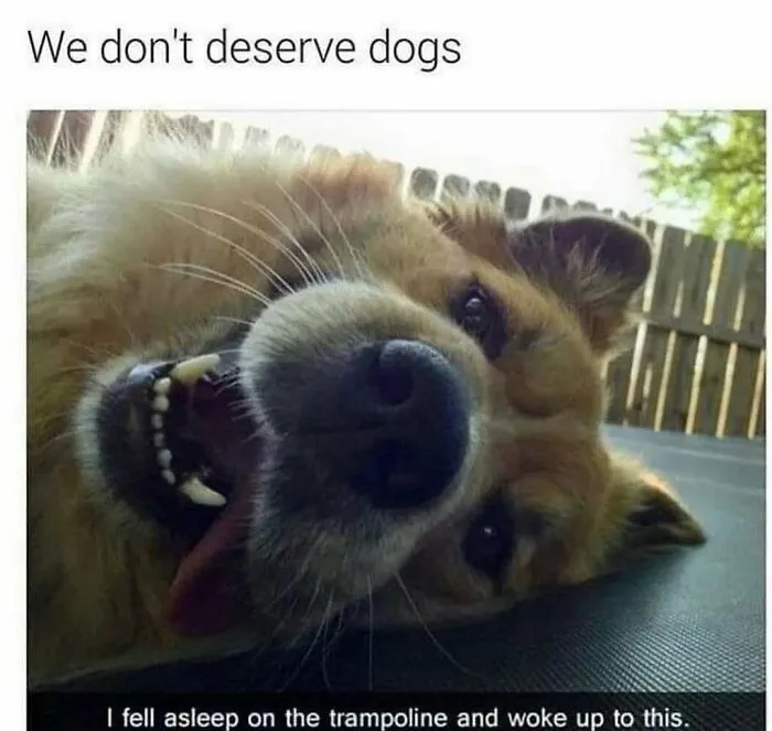 79 Dogs Just Being Dogs, And People Just Making Hilarious Memes Out Of Them