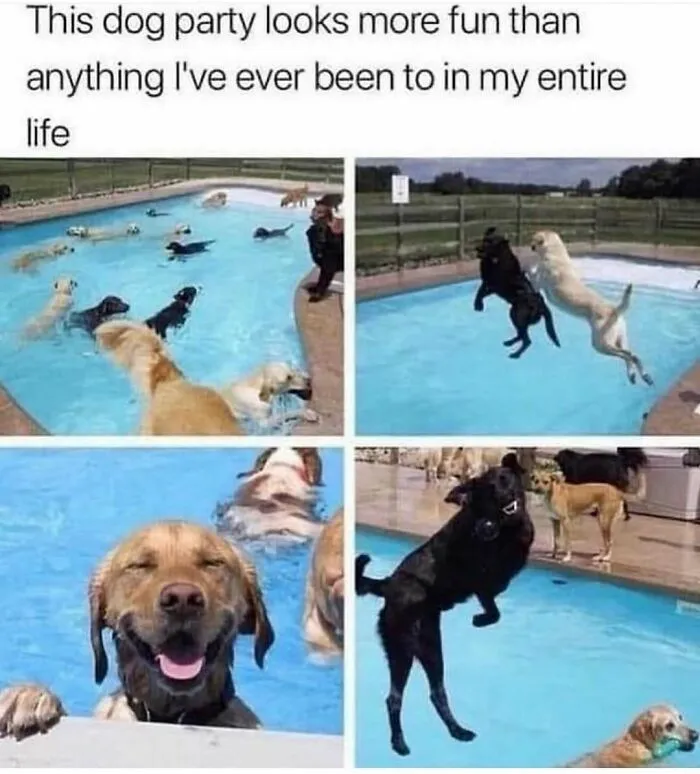 79 Dogs Just Being Dogs, And People Just Making Hilarious Memes Out Of Them