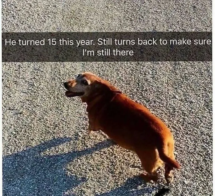 79 Dogs Just Being Dogs, And People Just Making Hilarious Memes Out Of Them