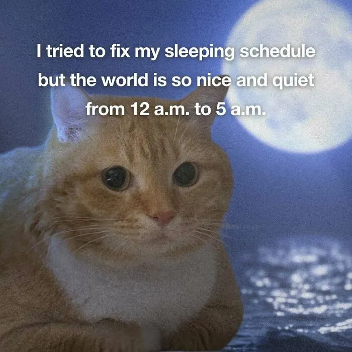 Cat meme with night sky about fixing sleeping schedule and quiet world
